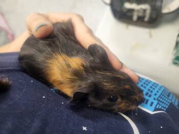 Rescue Guinea Pig Guinea Pigs for Adoption in Crystal Lake, Illinois - Linguine | PetCurious
